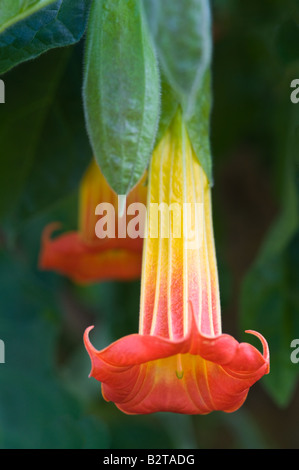 Angel's Trumpets (Brugmansia sanguinea) flowers about 20 cm in length conservatory Dundee Perthshire Scotland UK Europe May Stock Photo