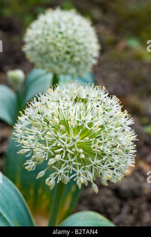 Turkestan Onion (Allium karataviense) 'Ivory Queen' flowers Adel Leeds West Yorkshire England UK May Stock Photo