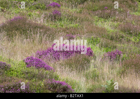 Heather Calluna sp flowers Gilfach Nature Reserve Rhayader Wales UK Europe June Stock Photo