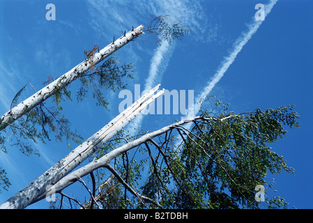 Damaged trees and blue sky, low angle view Stock Photo