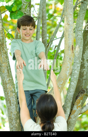 Boy in tree, mother reaching up to help him down Stock Photo