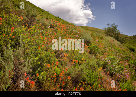 Wildflowers near Park City, Utah Stock Photo