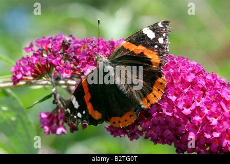 Red Admiral Butterfly Vanessa atalanta species on Buddleia flowers Stock Photo