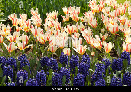 hyacinths and tulips Stock Photo