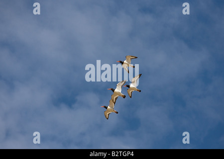 Group of Oystercatchers Haematopus ostralegus in flight Stock Photo