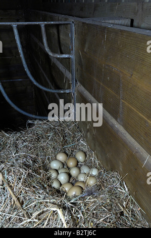 Common Pheasant Phasianus colchicus Devon UK deserted nest in hay barn with 16 eggs Stock Photo
