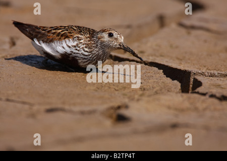 Dunlin, Calidris alpina, trying to avoid the attention of a Peregrine Falcon, Falco peregrinus, UK. Stock Photo