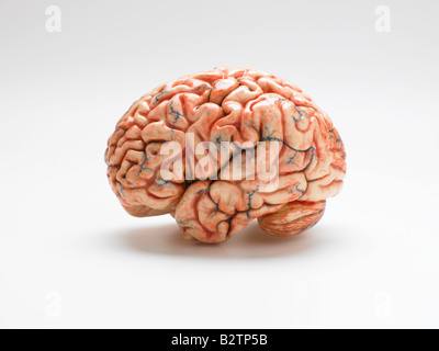 model of a human brain Stock Photo