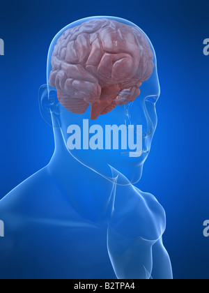 human head with brain Stock Photo