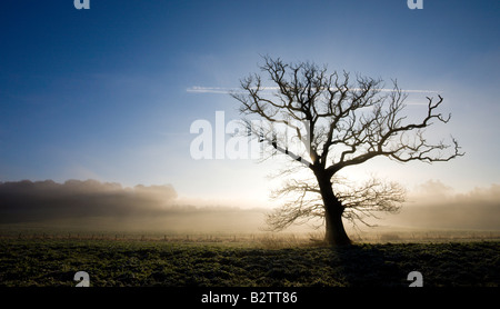 Misty winter morning in farmland near Wimborne Dorset Stock Photo