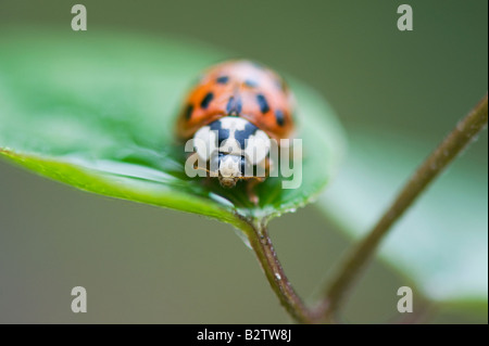 Harlequin ladybird sitting on a plant leaf. UK Stock Photo