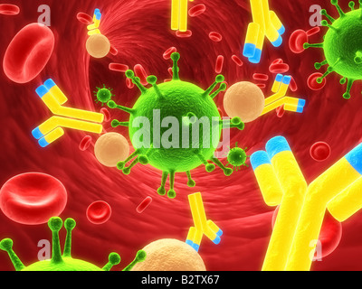 Blood cells with antibodies and bacteria, illustration Stock Photo - Alamy