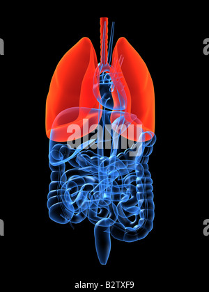 human lung Stock Photo