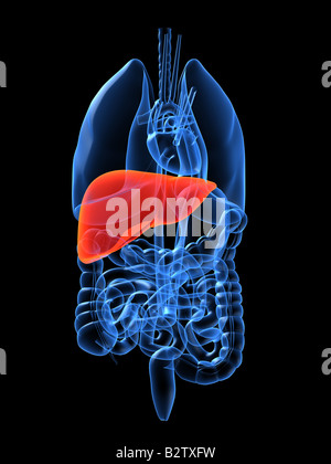 human liver Stock Photo