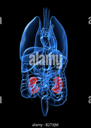 human kidneys Stock Photo