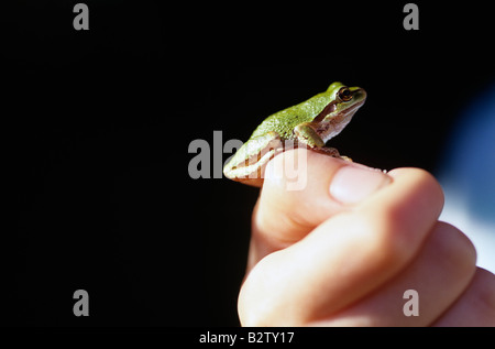 Green tree frog on young girls hand at park Stock Photo