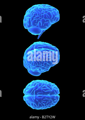 human brain Stock Photo