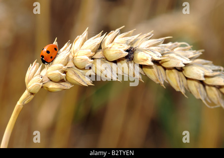 a spider hunting a ladybird on a wheat chaff Stock Photo