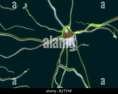 Neuron Cell Close-up 3D Rendering Illustration with Nervous Impulses Along  the Dendrites, the Axon, the Soma and Nucleus. Neuronal Stock Illustration  - Illustration of magnification, nucleus: 178723050