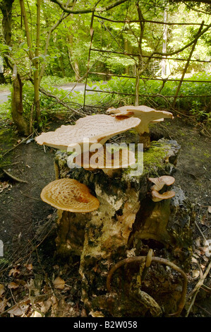 Dryad's Saddle Fungus growing on a dead tree trunk photographed in Northumberland during May Stock Photo