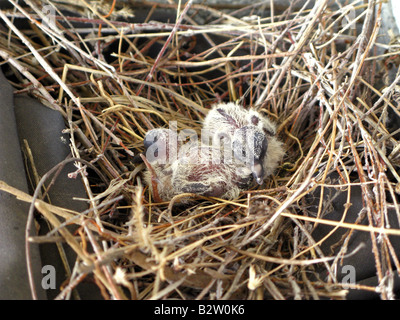 Mourning Doves Zenaida macroura Hatchlings 3-days old Stock Photo