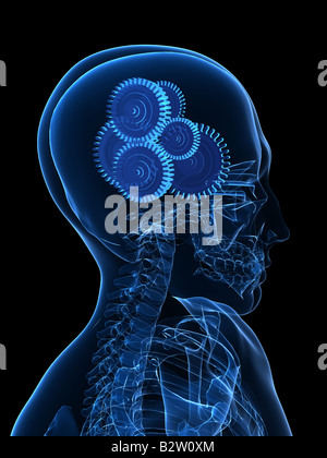 gears in brain Stock Photo