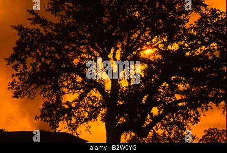 Sunset through lone tree California Sierra Mountains Stock Photo