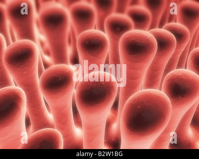 colon villi Stock Photo