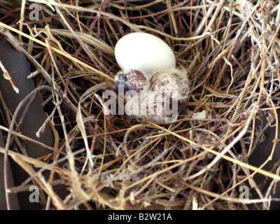 Mourning Dove Zenaida macroura Hatchling 1-day old Stock Photo