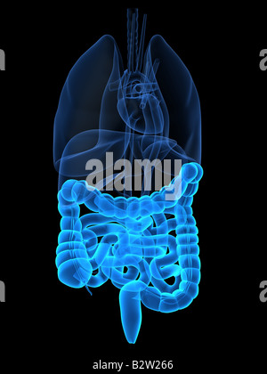 human intestines Stock Photo