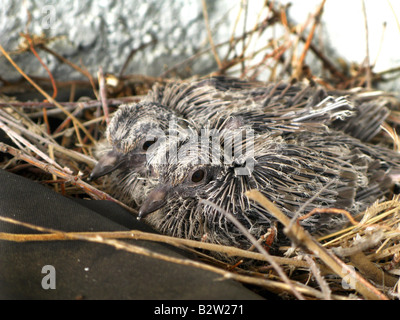 Mourning Doves Zenaida macroura Hatchlings 8-days old Stock Photo