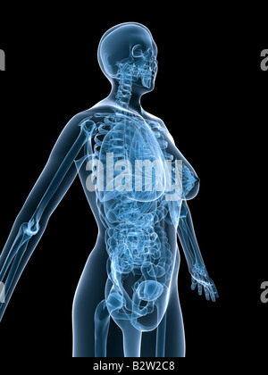 female anatomy Stock Photo