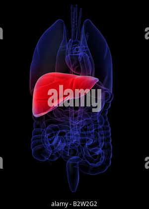 highlighted liver Stock Photo