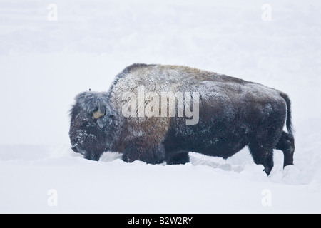 American bison or buffalo during winter in Yellowstone National Park Stock Photo