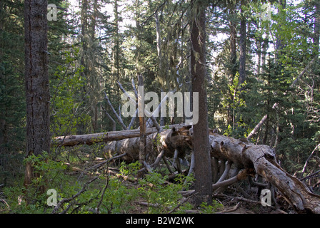 A quiet and peaceful afternoon forest scene on Sandia Peak, in the Cibola National Forest Stock Photo