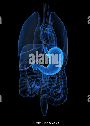 human stomach Stock Photo