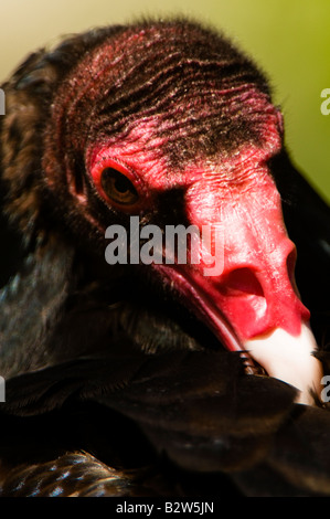 Turkey Vulture (Cathartes aura) Stock Photo