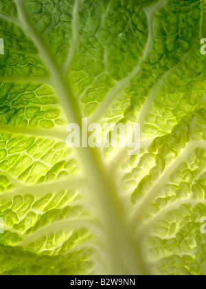 Cabbage leaf Stock Photo
