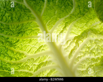 Cabbage leaf Stock Photo