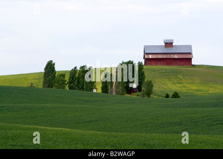 Fields of green wheat and red barn atop a hill near Nezperce Idaho Stock Photo
