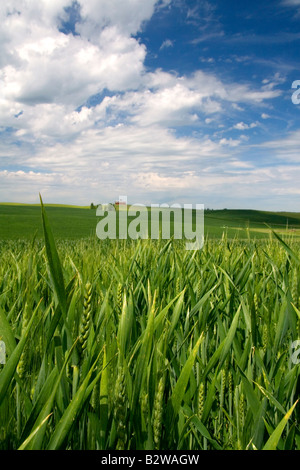 Crop of green wheat near Nezperce Idaho Stock Photo