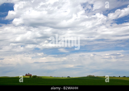 Fields of green wheat near Nezperce Idaho Stock Photo