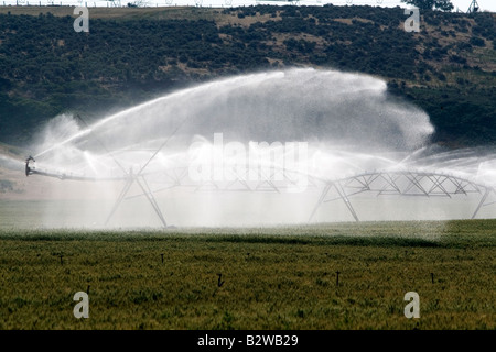 Sprinkler irrigation of a wheat field in Elmore County Idaho Stock Photo