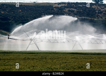 Sprinkler irrigation of a wheat field in Elmore County Idaho Stock Photo