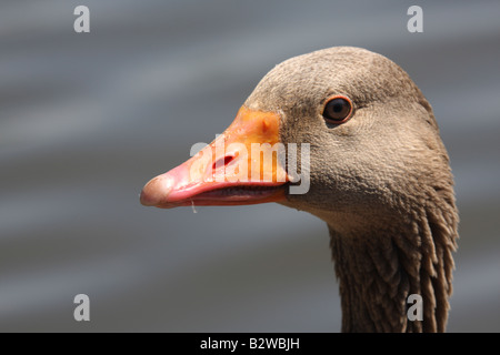 Western Greylag Goose, Anser anser anser, closeup of head Stock Photo