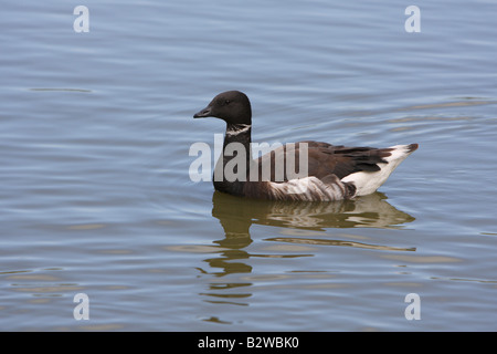 Black brant goose, Branta bernicla orientalis Stock Photo
