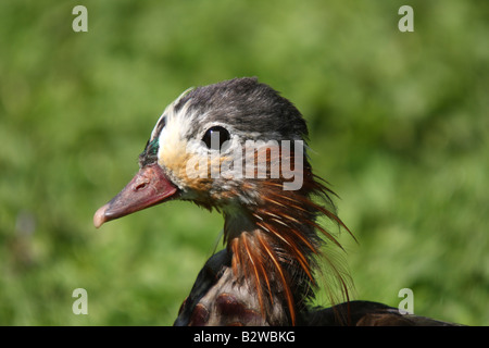 Mandarin duck, Aix galericulata, closeup of head during feather moult Stock Photo