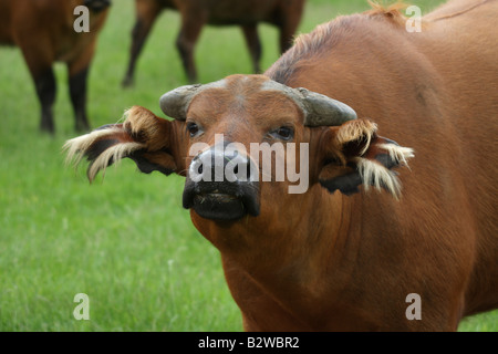 Congo buffalo, Syncerus caffer nanus Stock Photo