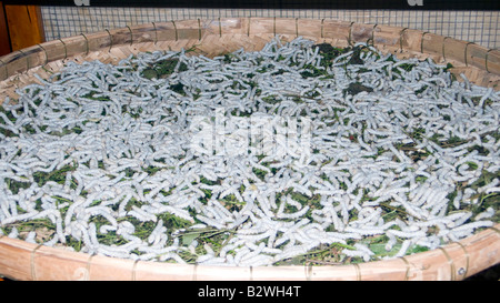 Silkworms feed on mulberry leaves tailor shop basket historic Hoi An Vietnam Stock Photo