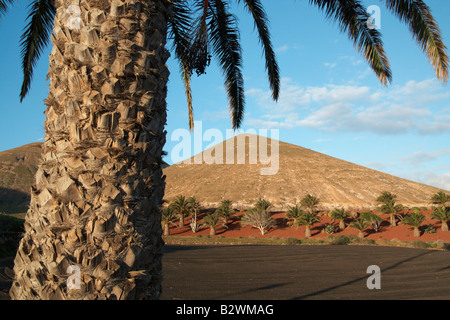 Palm tree near Yaiza on Lanzarote in The Canary islands Stock Photo